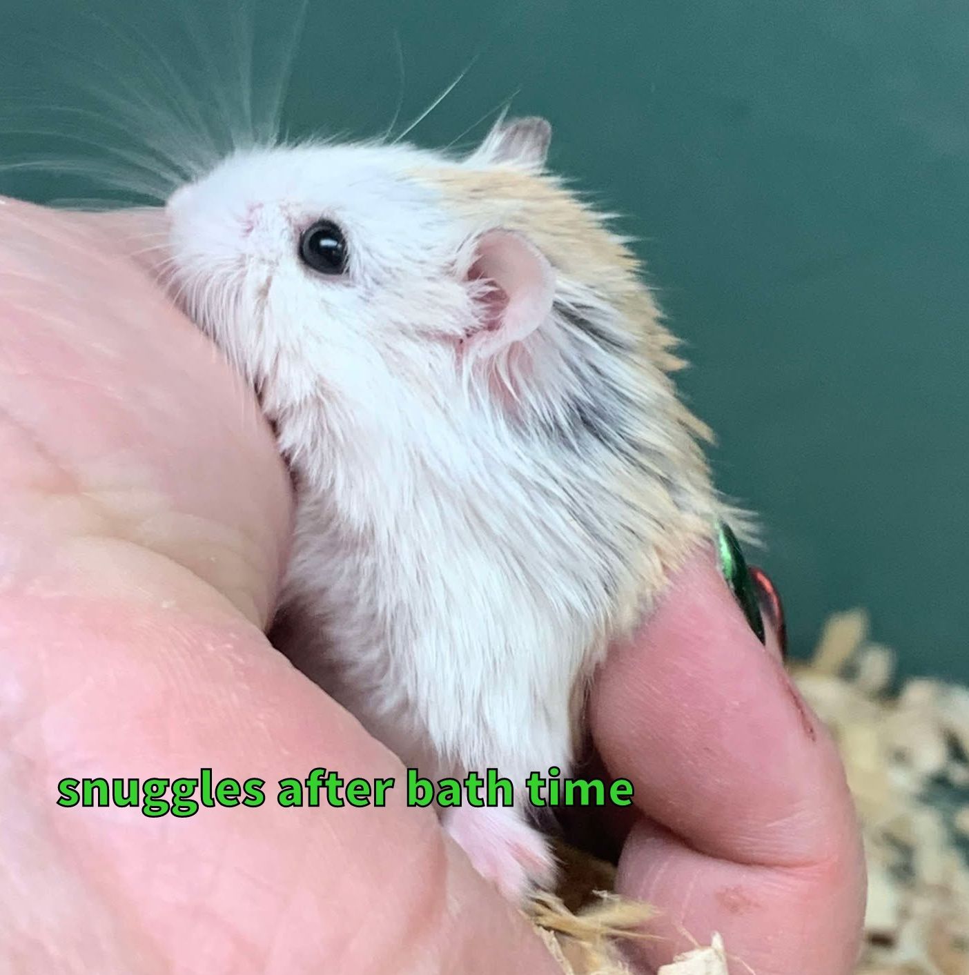 Robo Hamster