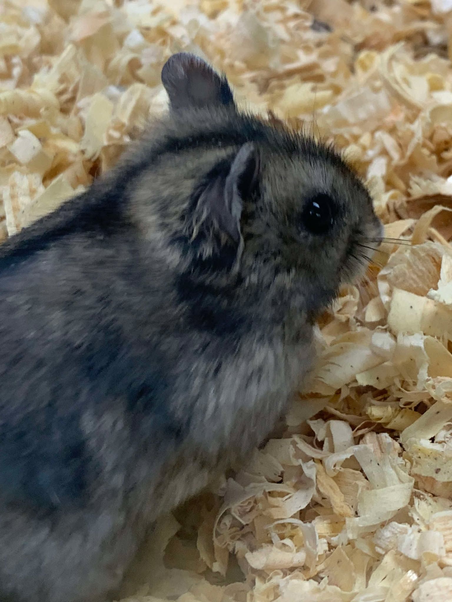 Campbells Dwarf Hamster