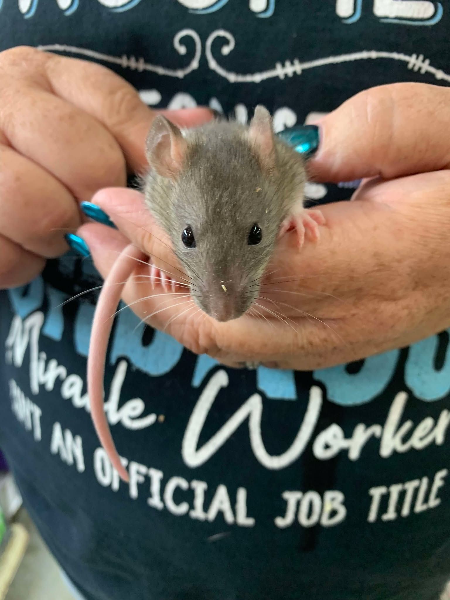 Sable Hooded Rats