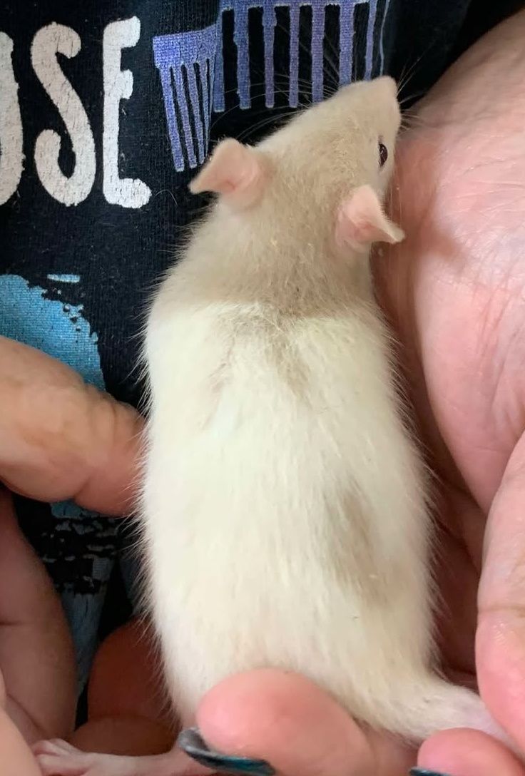 Cream Hooded Rat