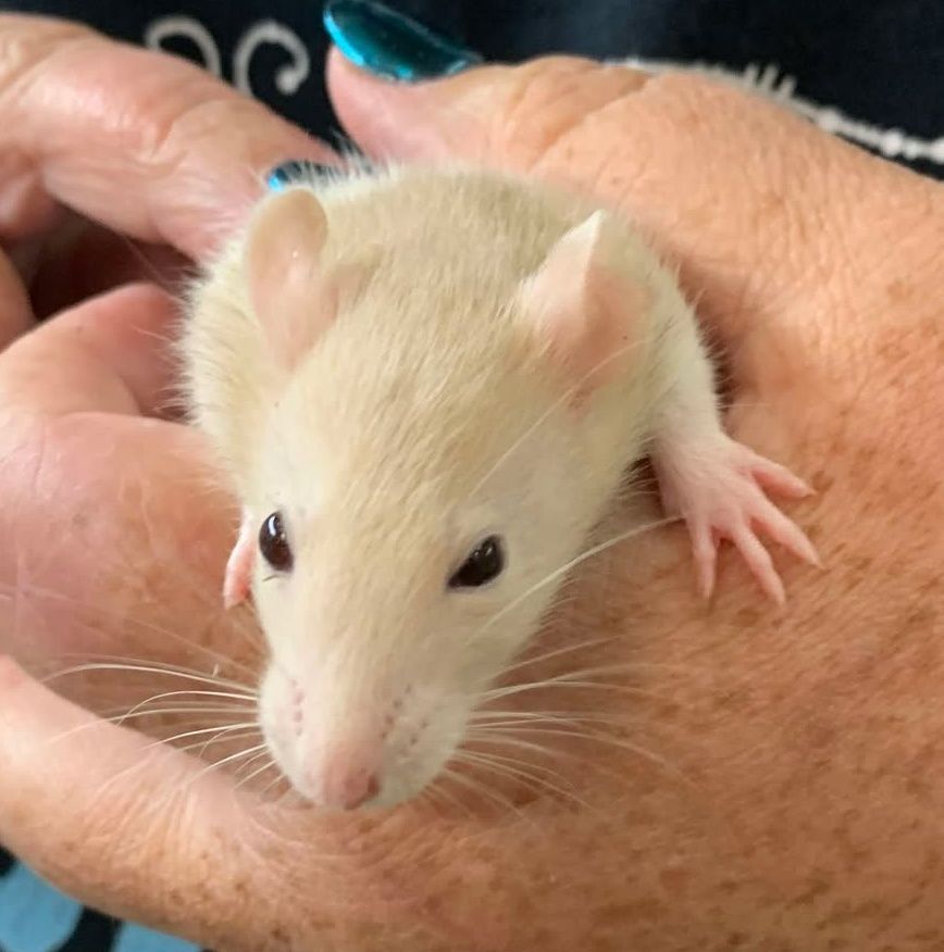 Cream Hooded Rat