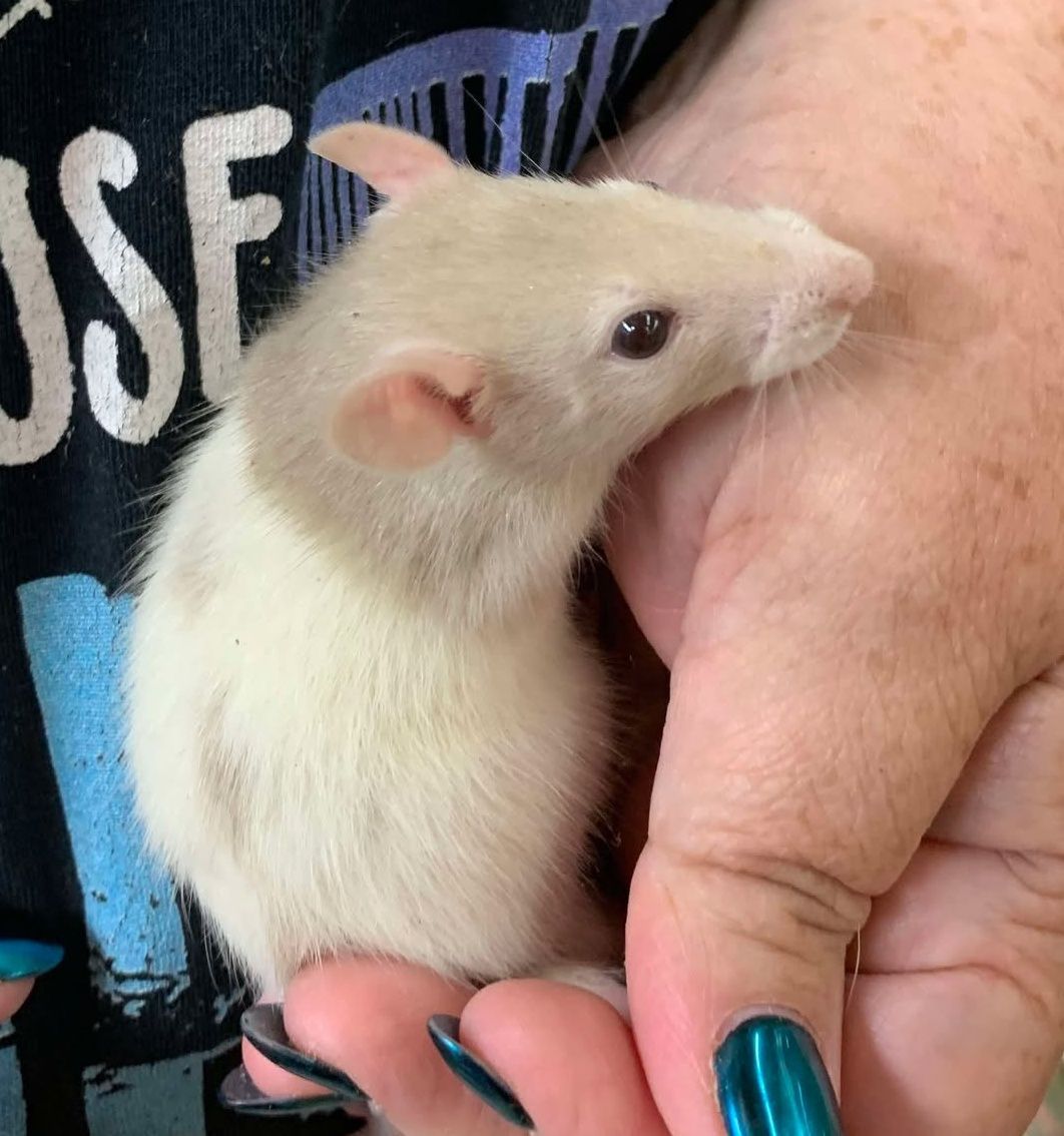 Cream Hooded Rat