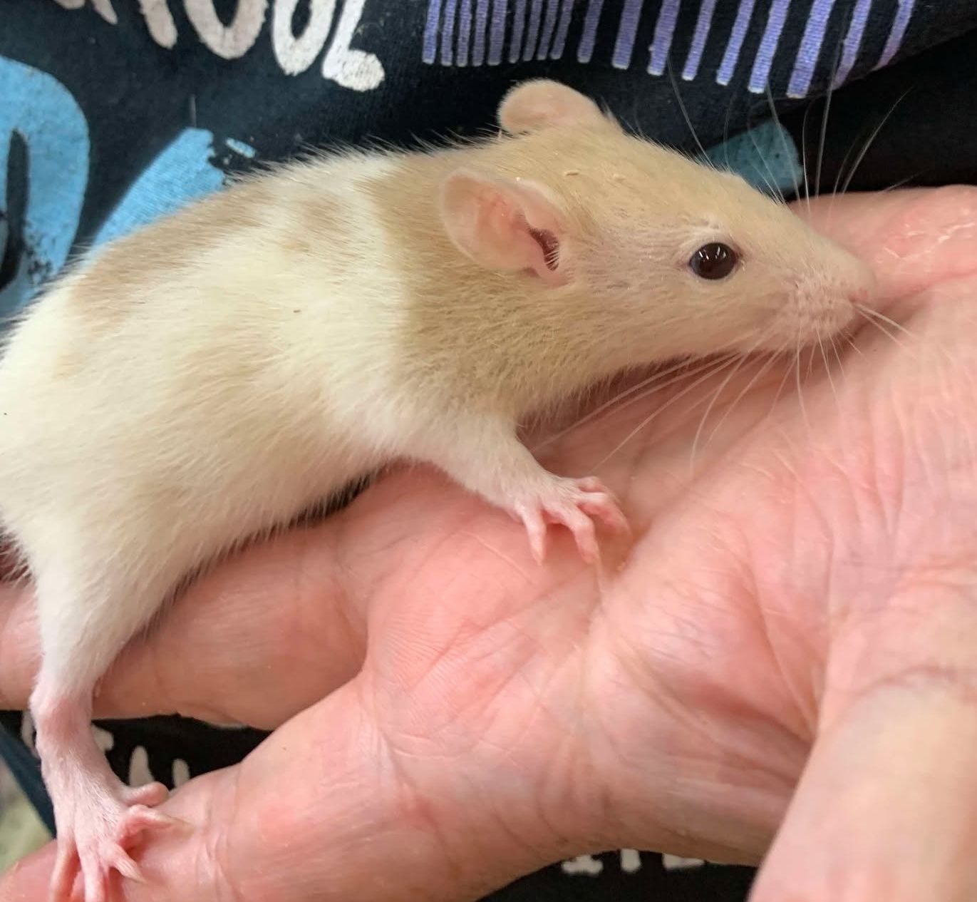 Cream Hooded Rat