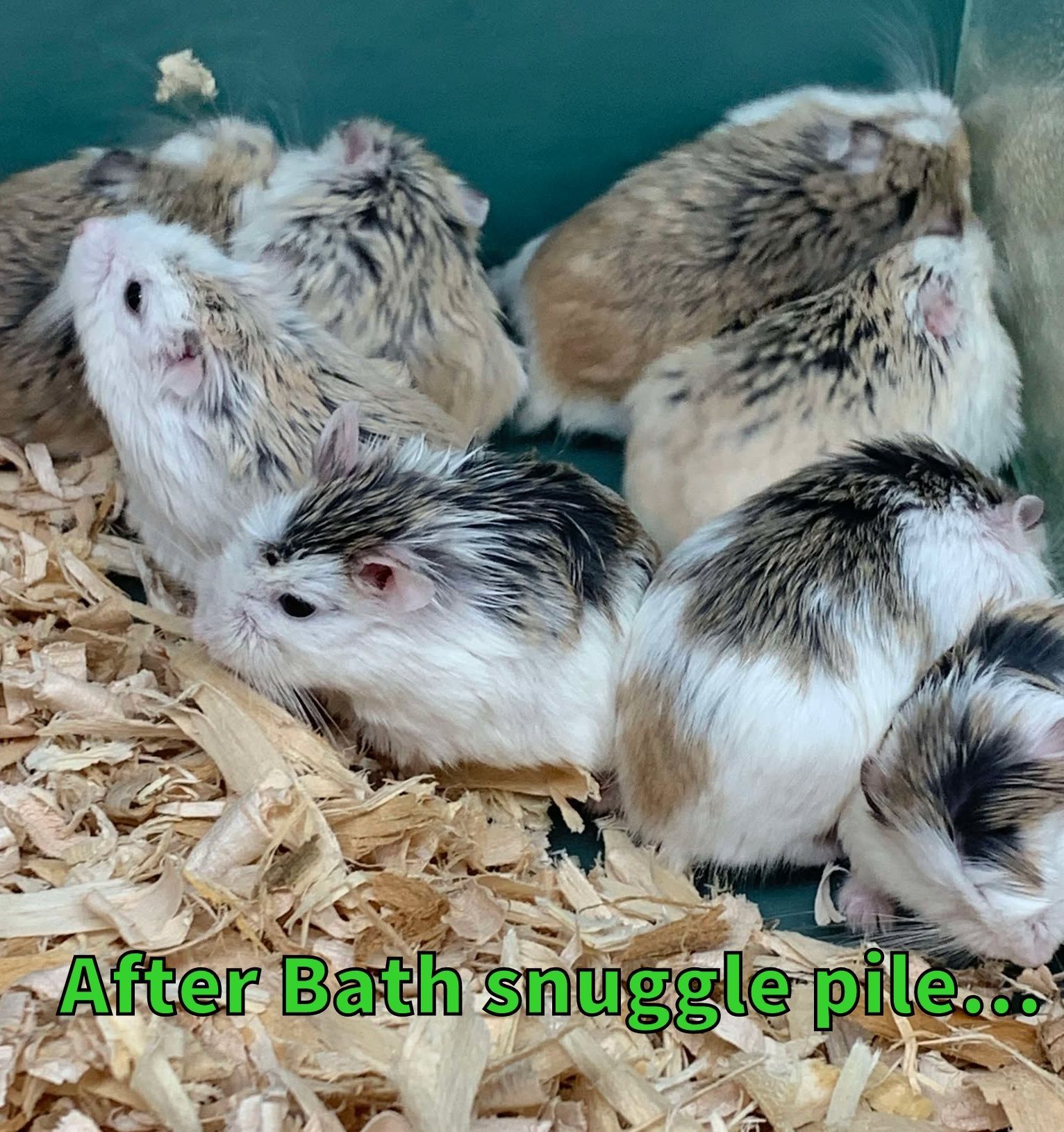 Robo Hamster