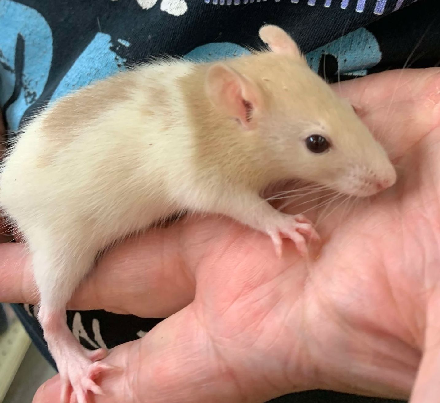 Cream Hooded Rat