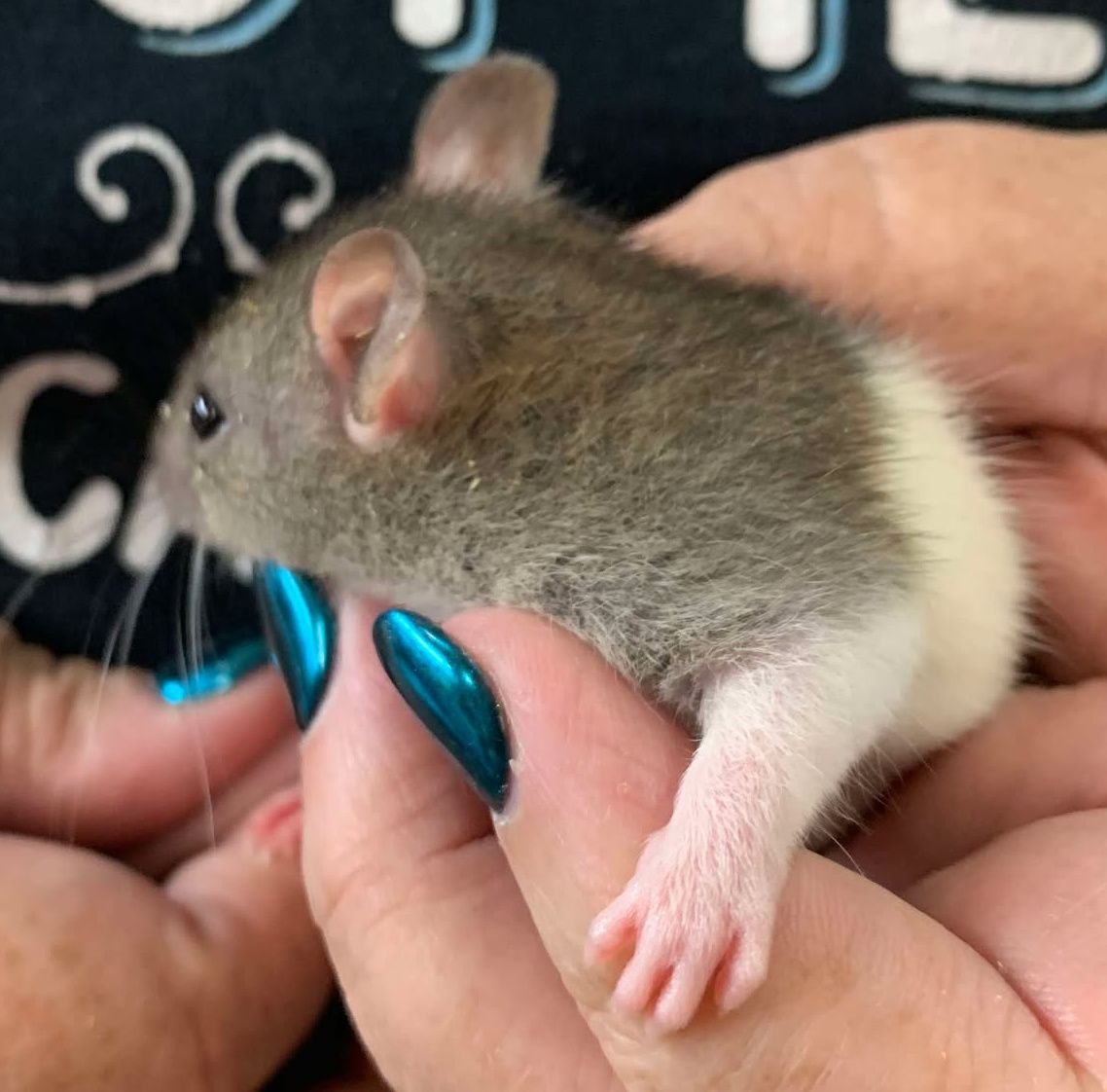 Sable Hooded Rats