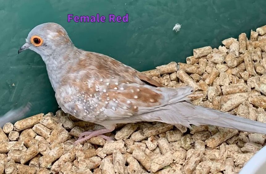 Diamond Dove 