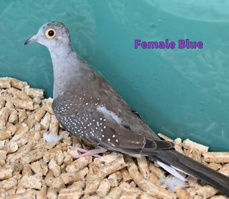 Diamond Dove 