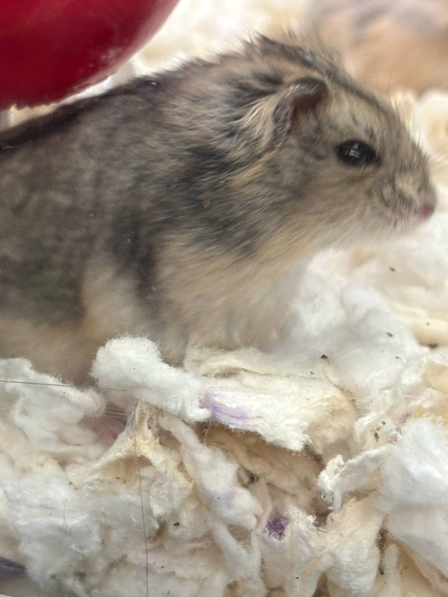 Campbells Dwarf Hamsters
