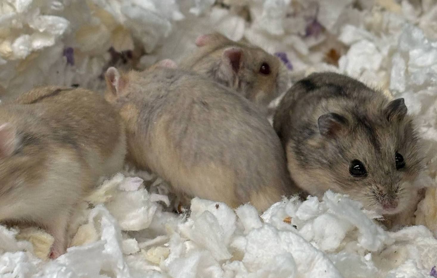 Campbells Dwarf Hamsters