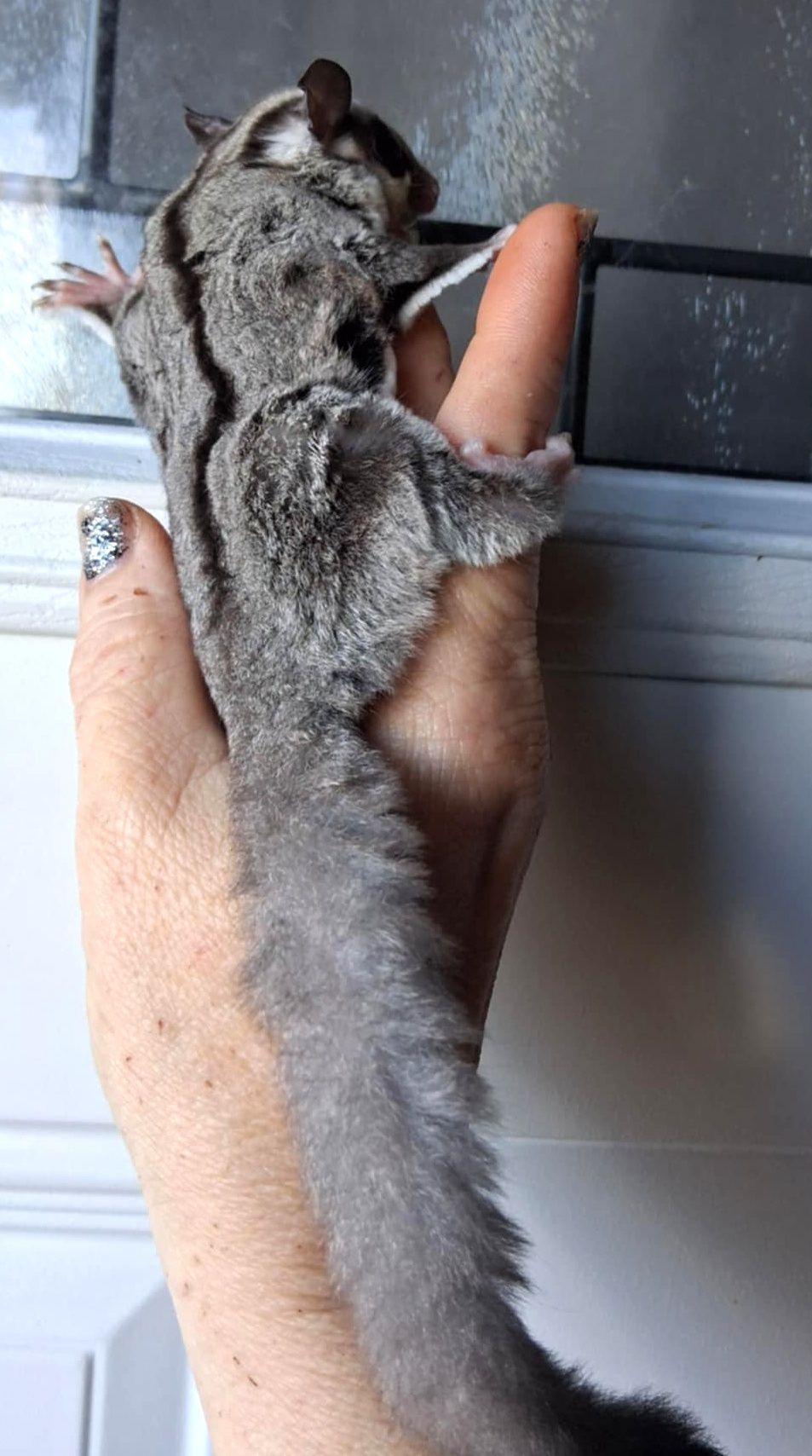 Sugar Glider
