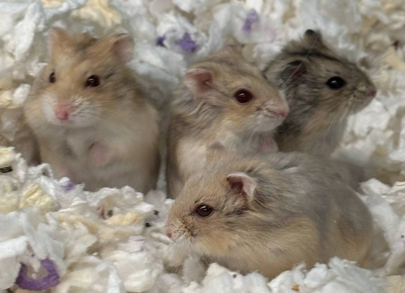 Campbells Dwarf Hamsters
