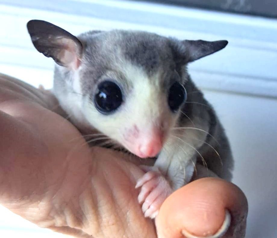 Sugar Glider