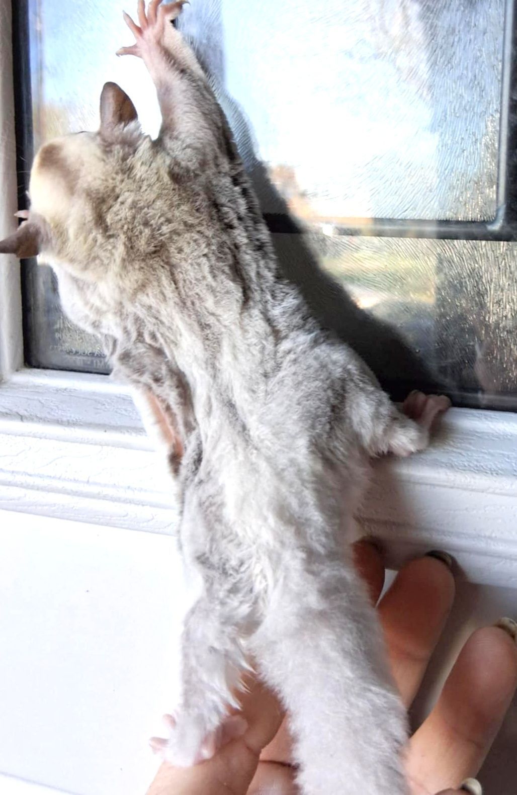 Sugar Glider
