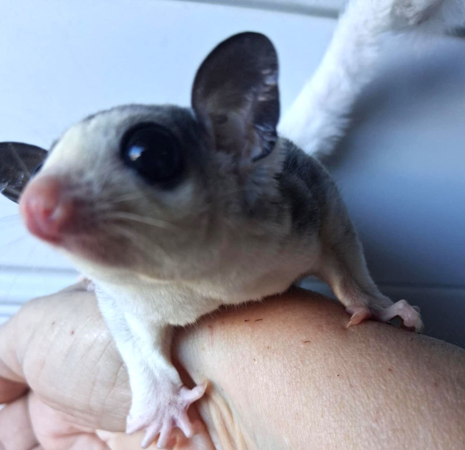 Sugar Glider