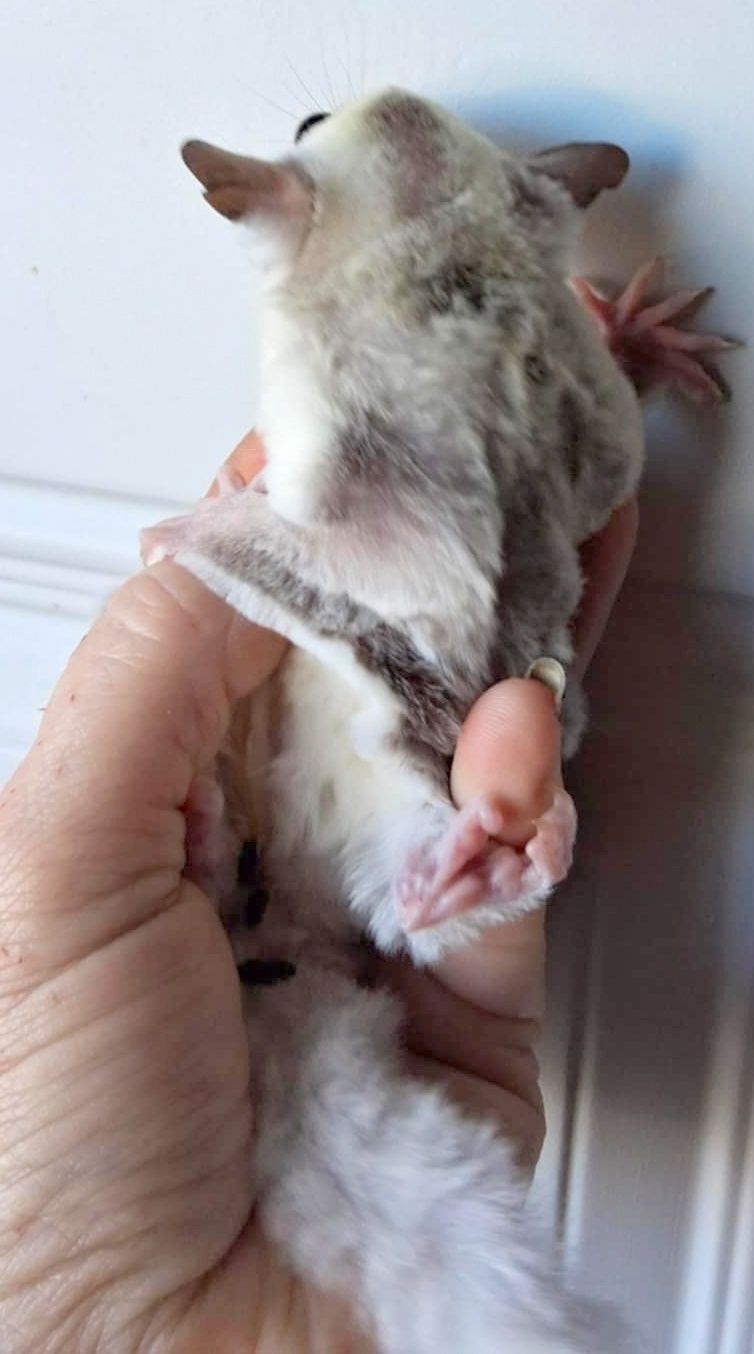 Sugar Glider