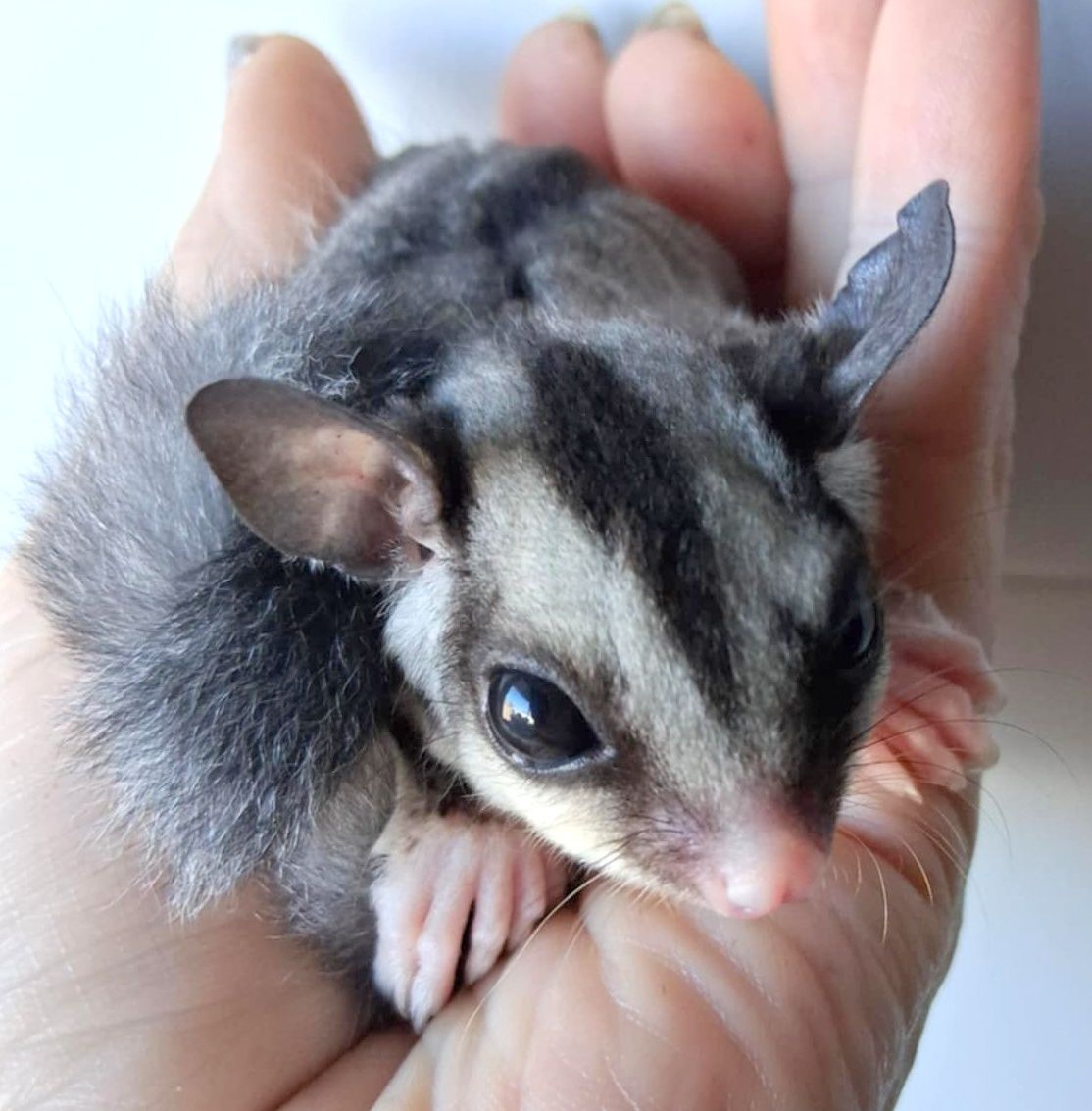 Sugar Glider