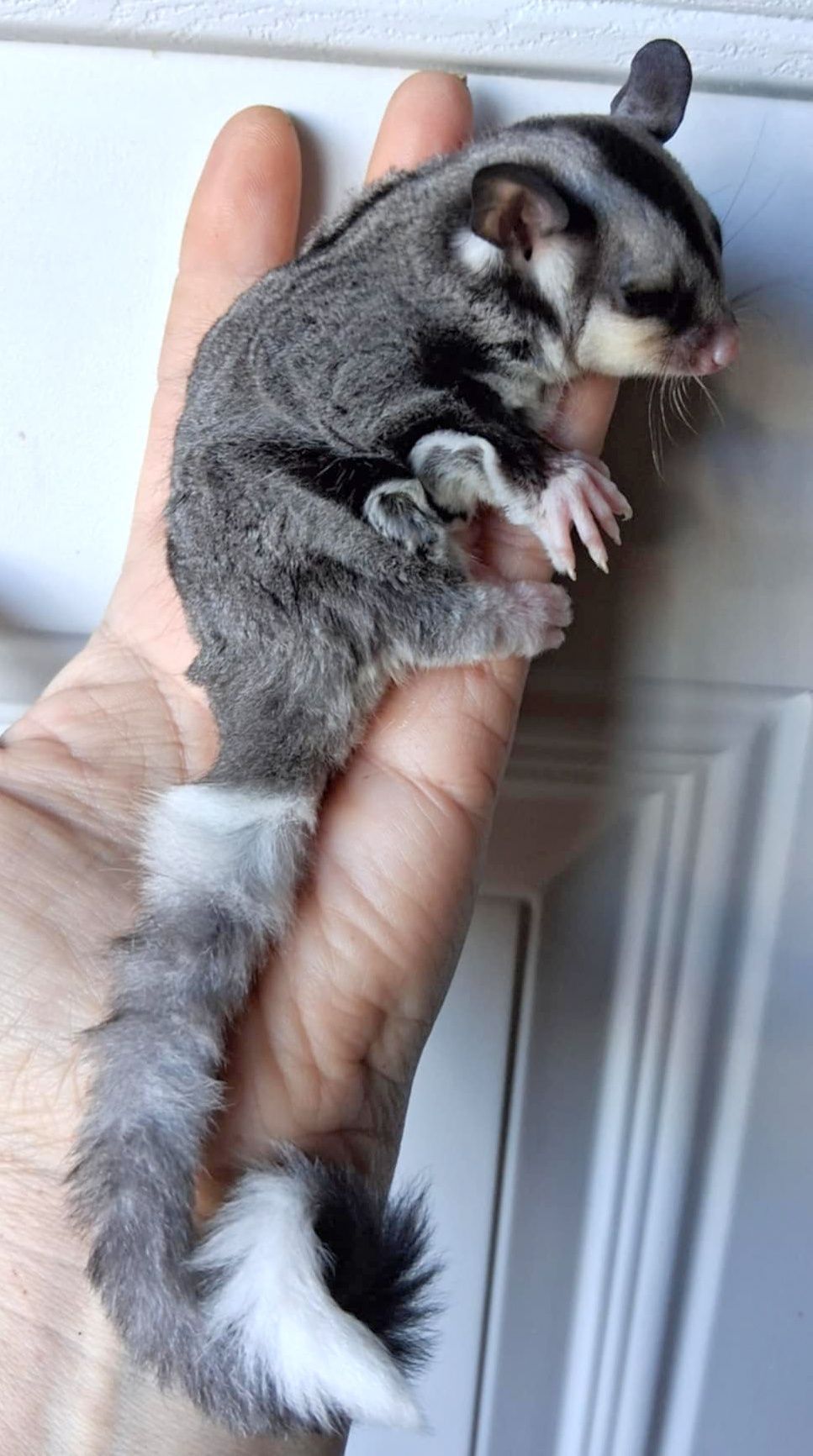 Sugar Glider