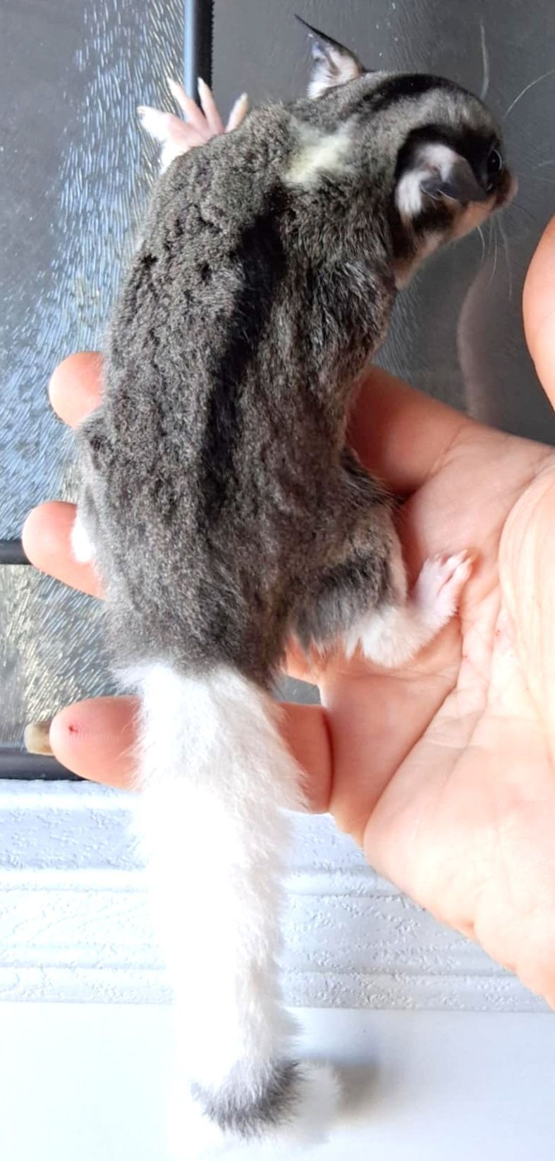 Sugar Glider