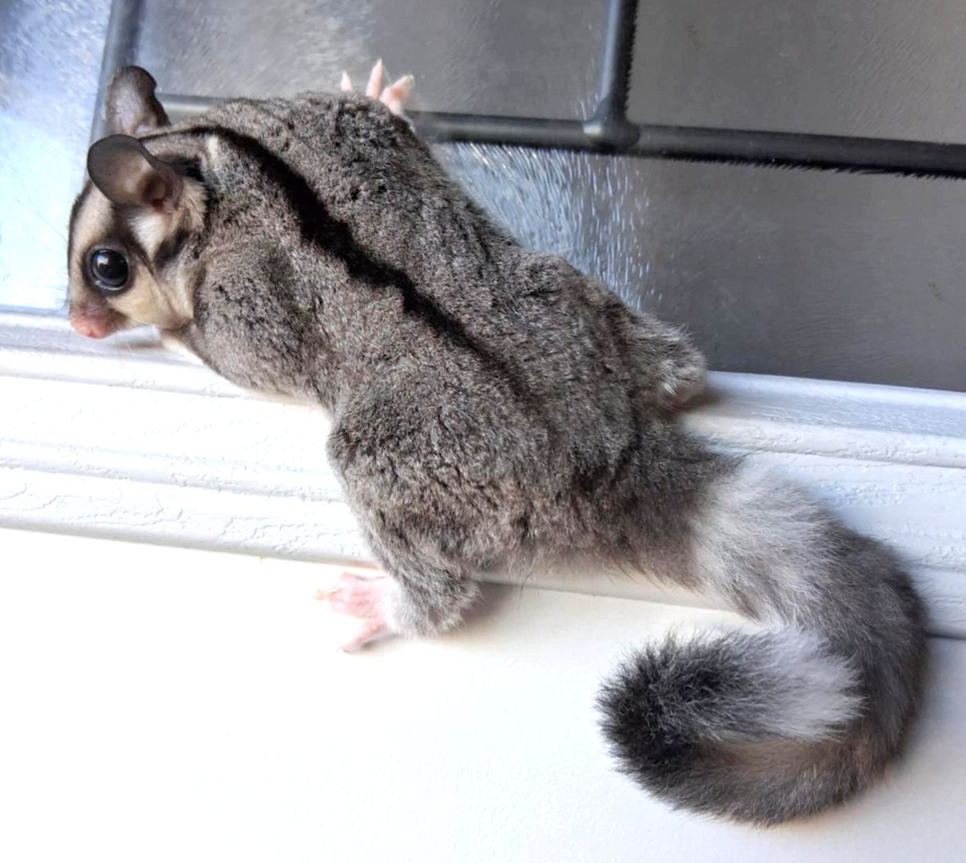 Sugar Glider