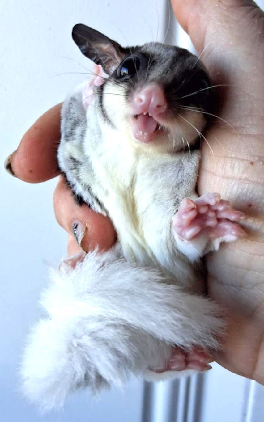 Sugar Glider