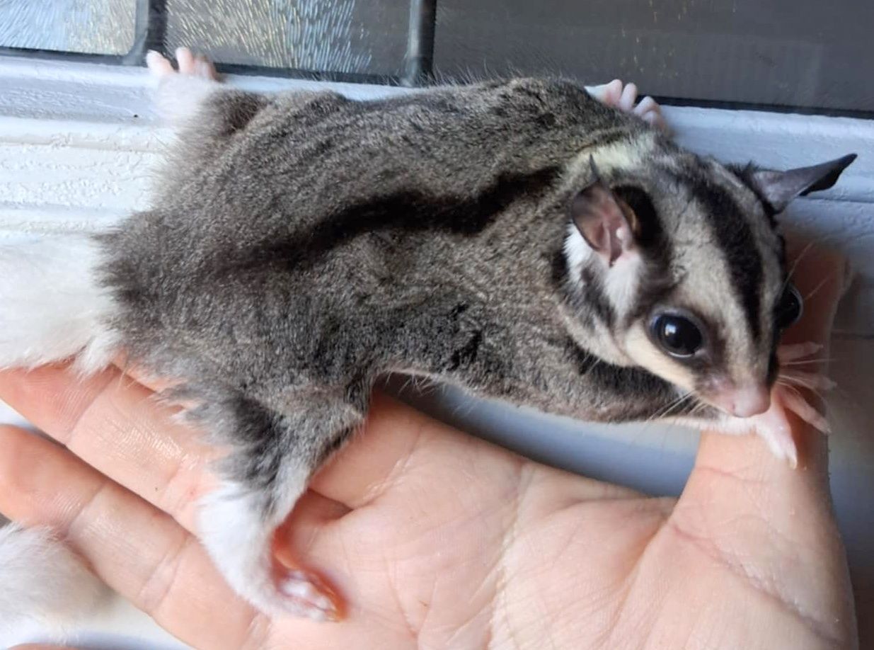 Sugar Glider