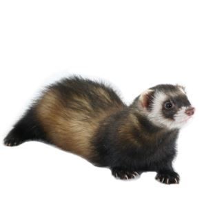 Ferret