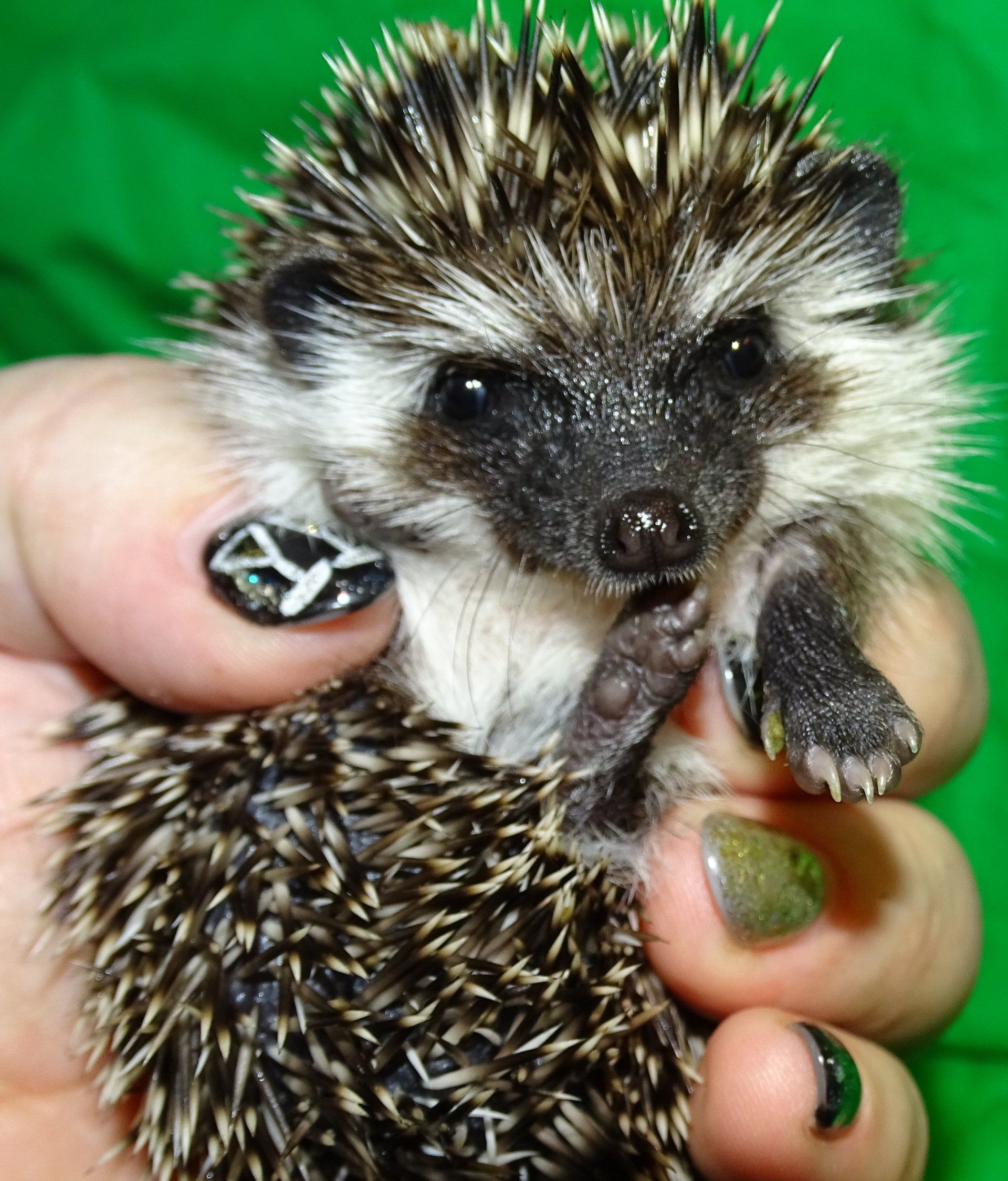 Hedgehog at PNC in KS