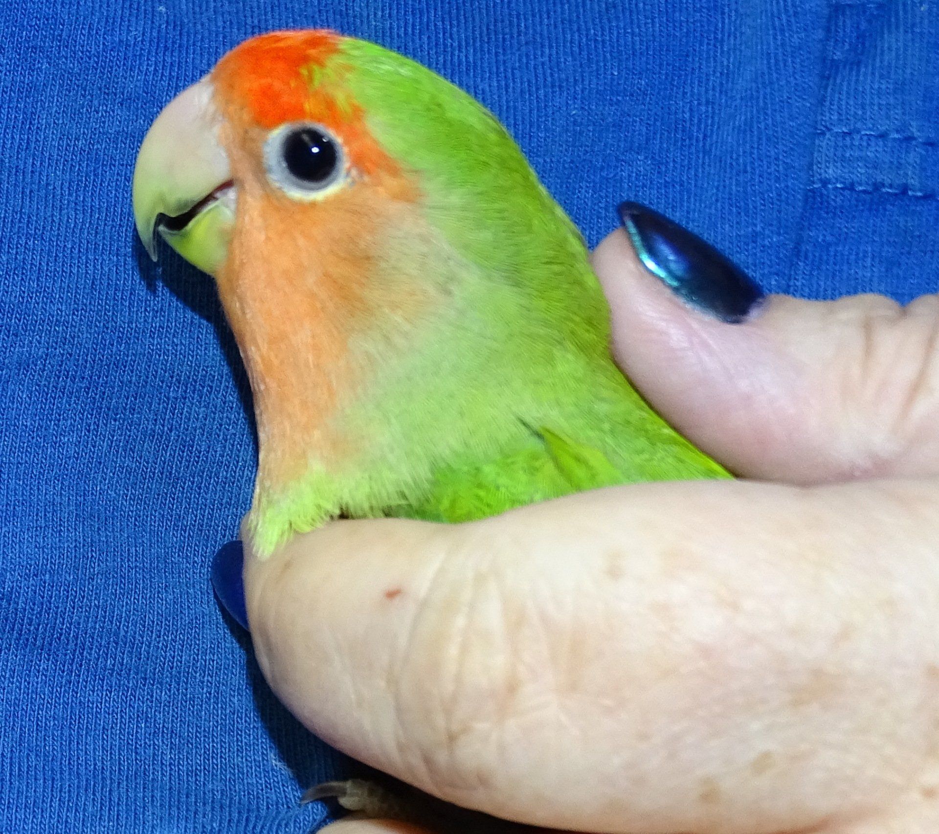 Lovebird & Neiners Hand
