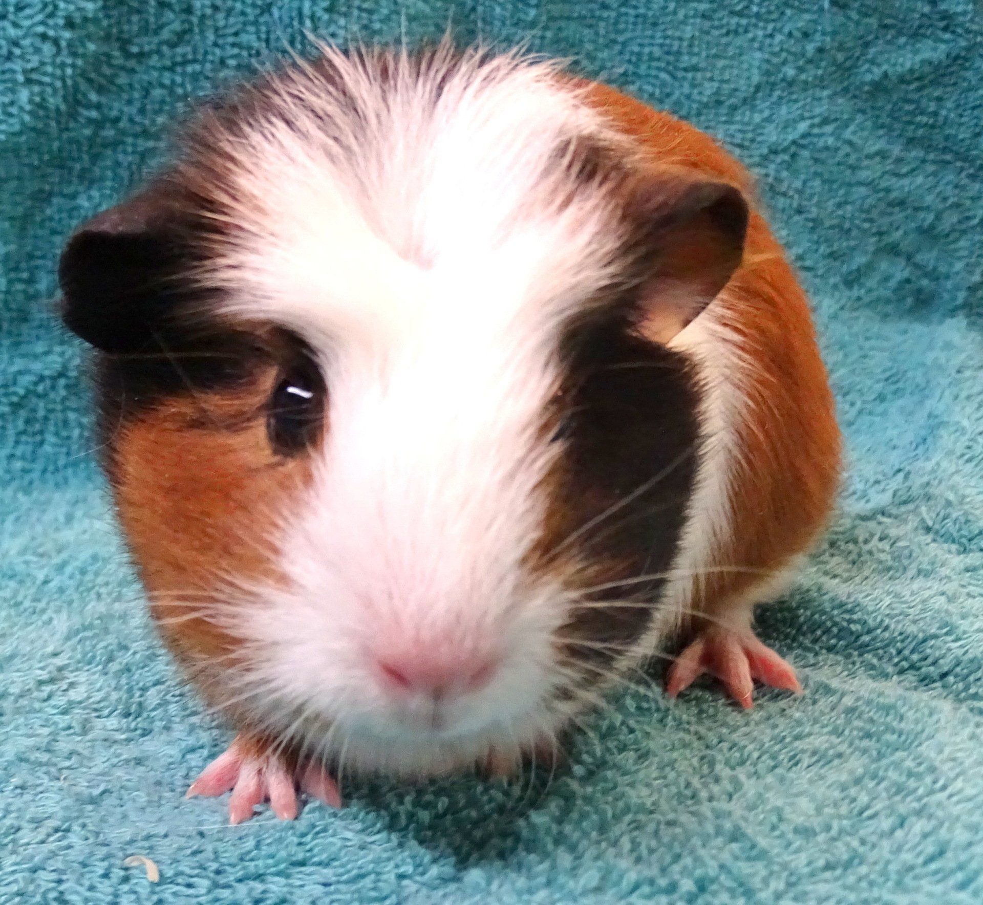 Crested Cavy