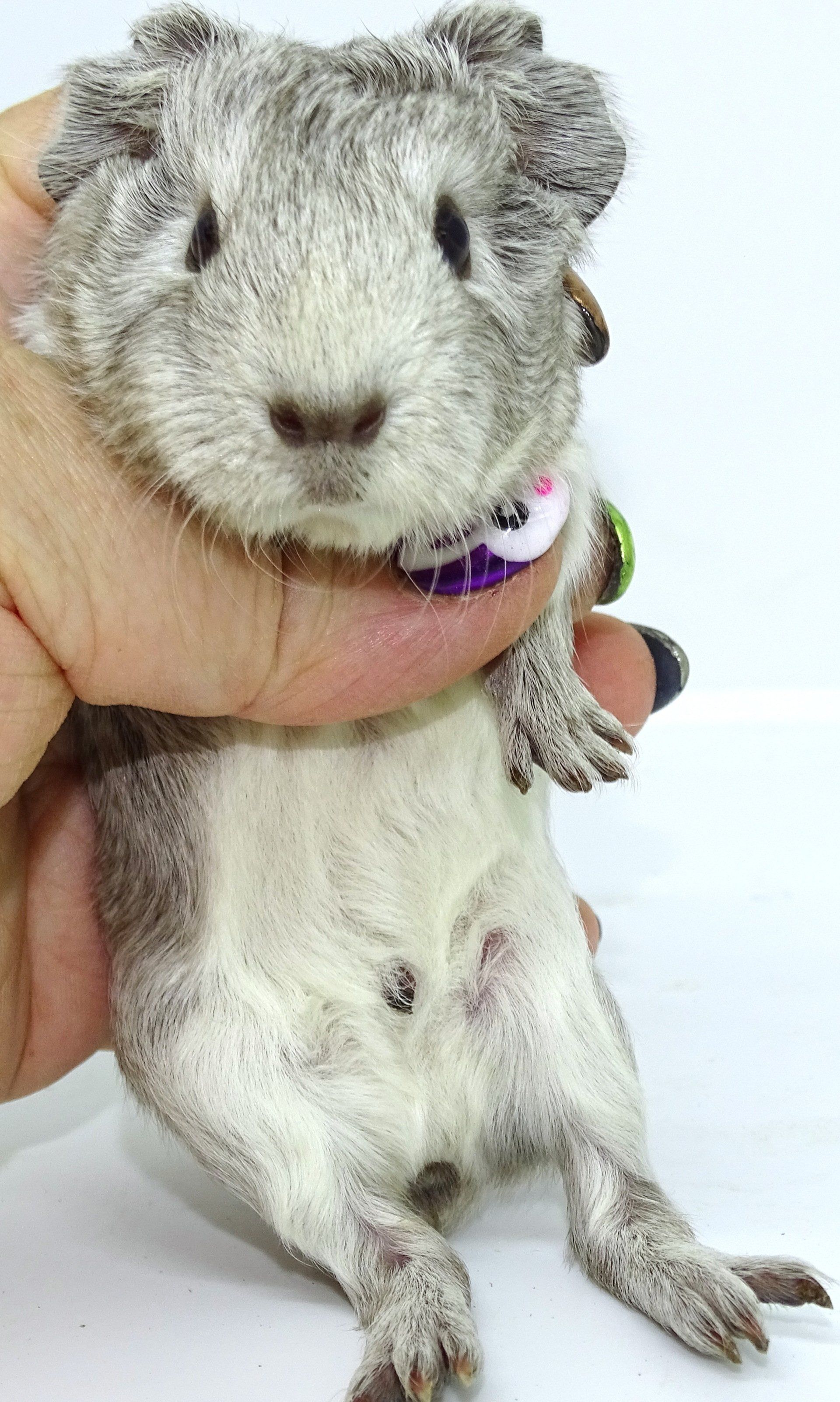 Silver Agouti Guinea pig PNC