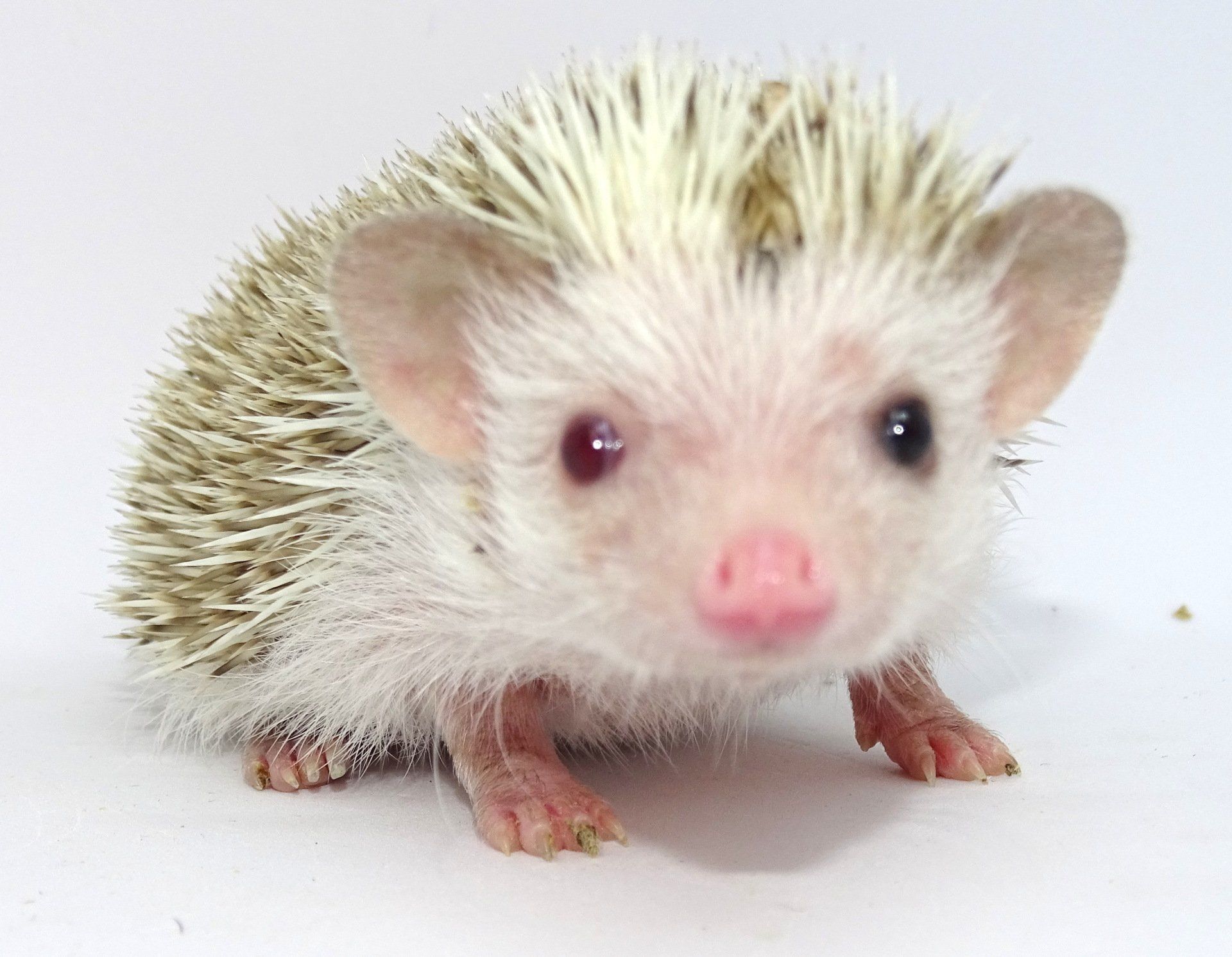 Snort odd eyed hegehog JNJ