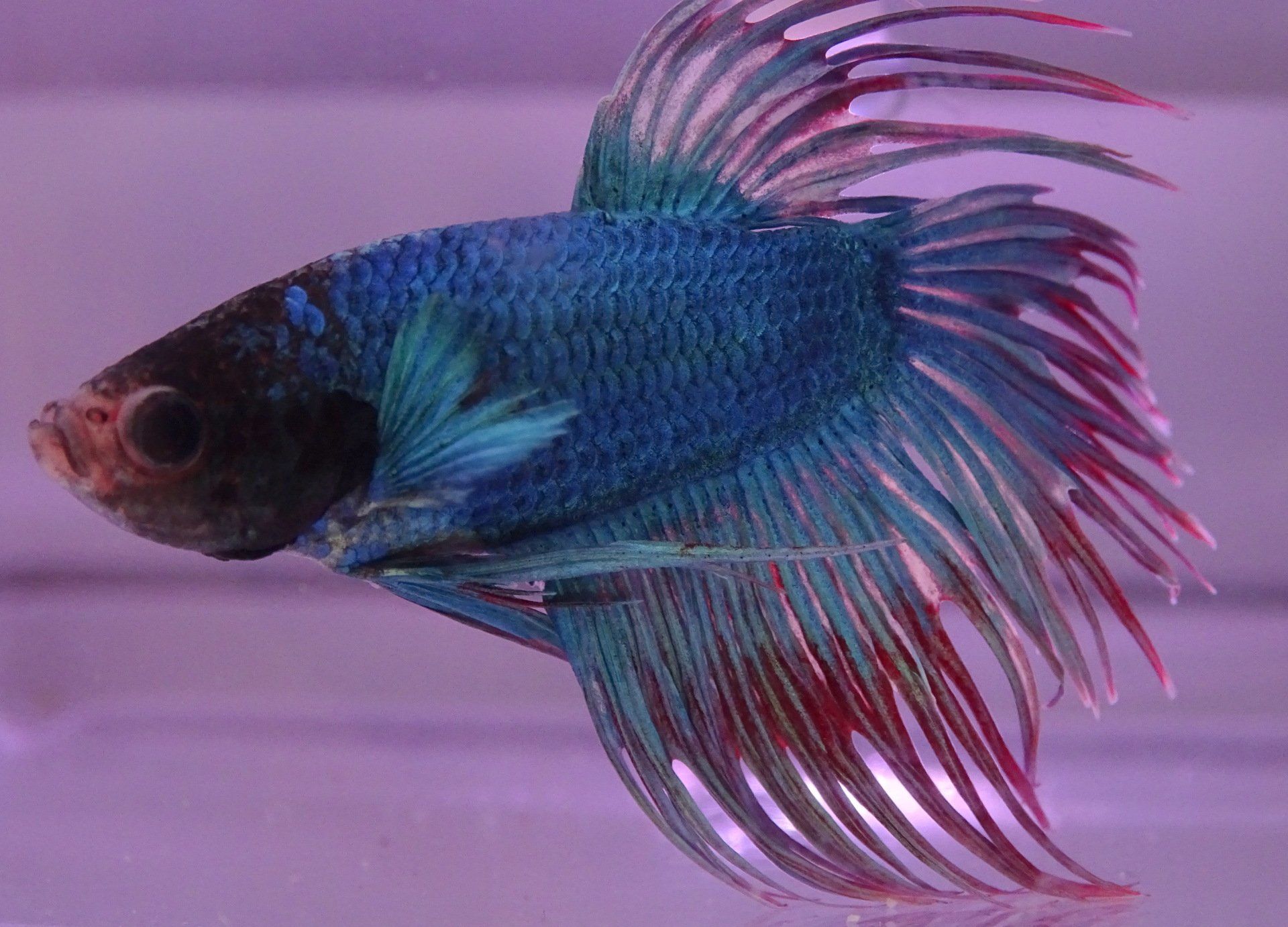 Betta