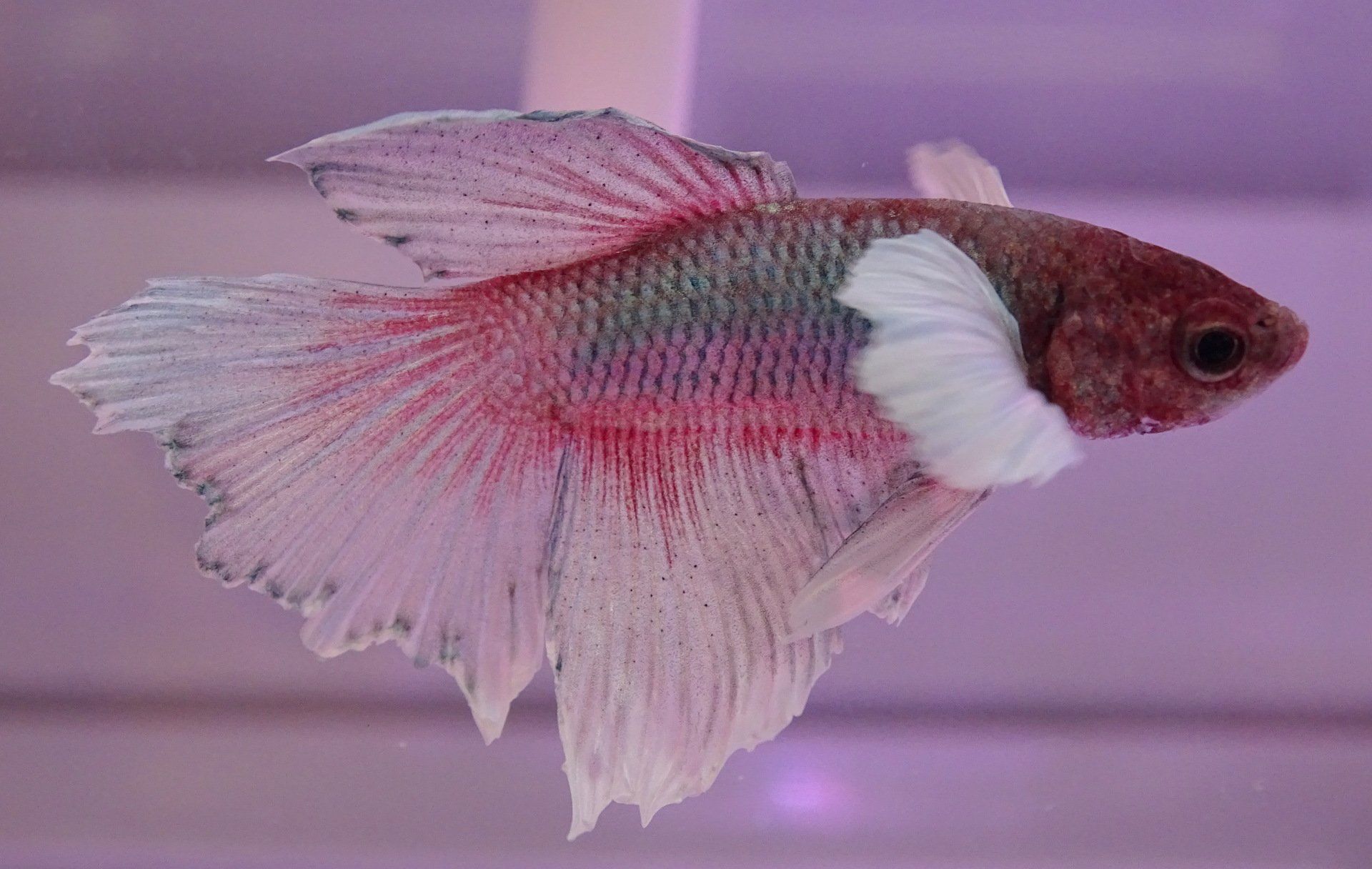 Dumbo Betta