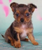 Curly hair chihuahua — Abilene, KS — Paws -N-Claws