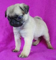 Baby pug — Abilene, KS — Paws -N-Claws