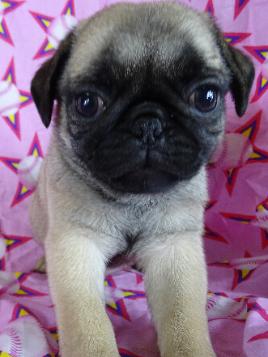 Close-up pug — Abilene, KS — Paws -N-Claws