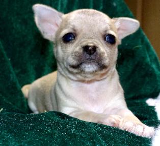 Off white chihuahua — Abilene, KS — Paws -N-Claws