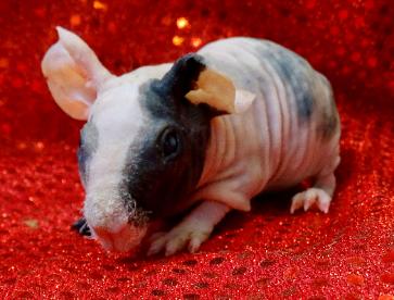 Skinny guinea pigs — Abilene, KS — Paws -N-Claws