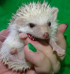 White hedgehog — Abilene, KS — Paws -N-Claws