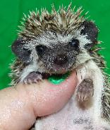 Brown hedgehog — Abilene, KS — Paws -N-Claws