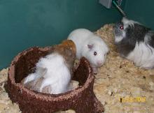 White guinea pigs — Abilene, KS — Paws -N-Claws