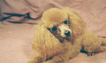 Brown poodle — Abilene, KS — Paws -N-Claws