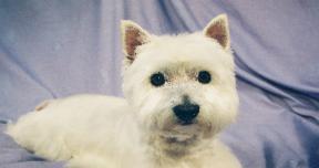 White dog — Abilene, KS — Paws -N-Claws