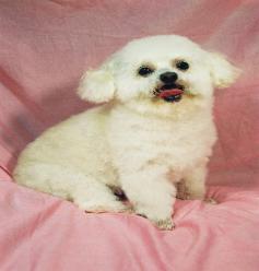 Shih poo — Abilene, KS — Paws -N-Claws