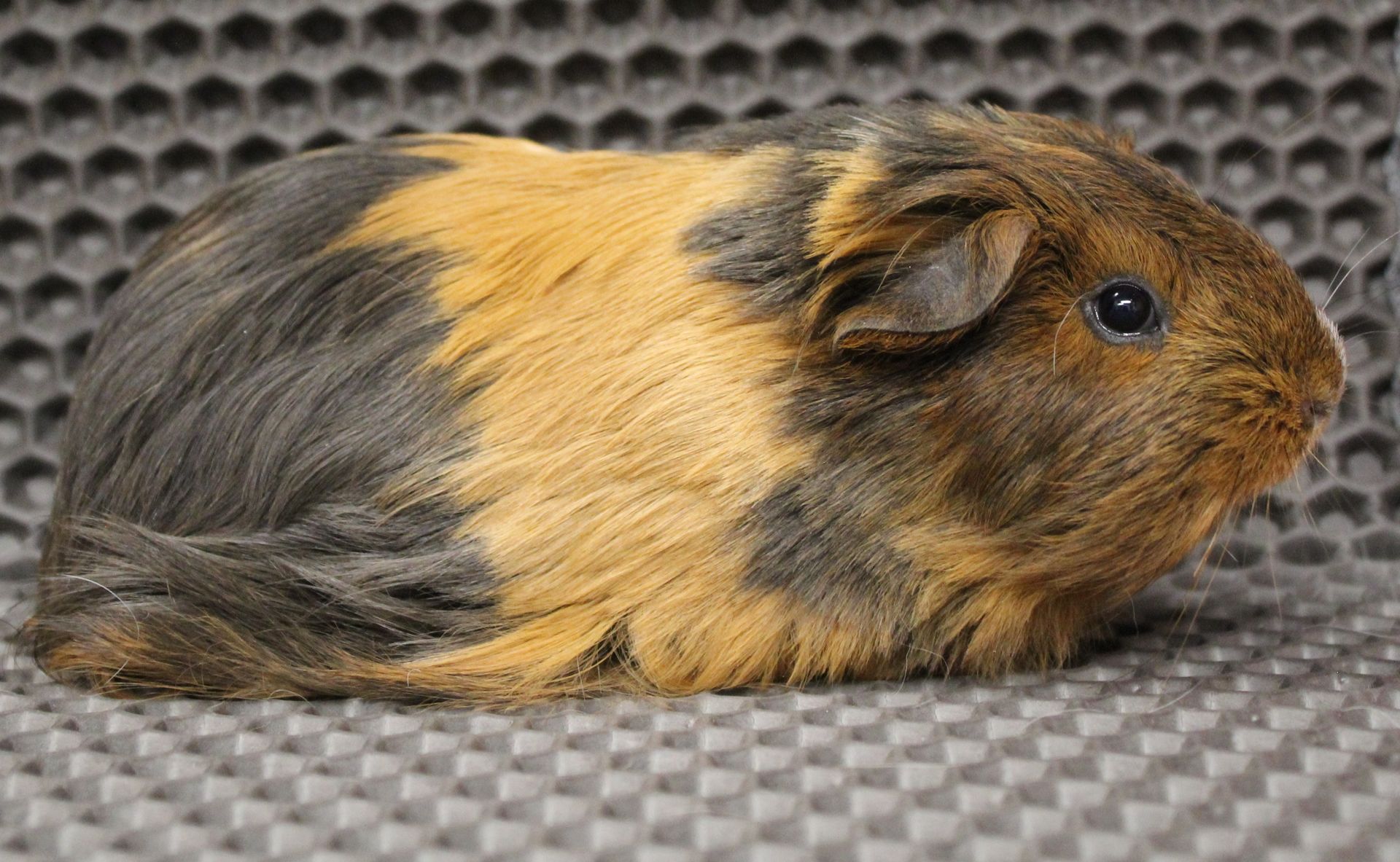 Guinea Pig / Cavy