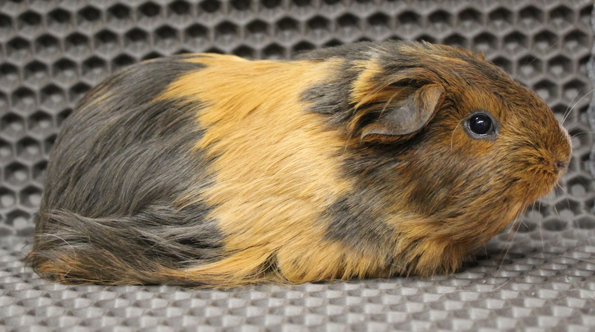 Guinea Pig / Cavy