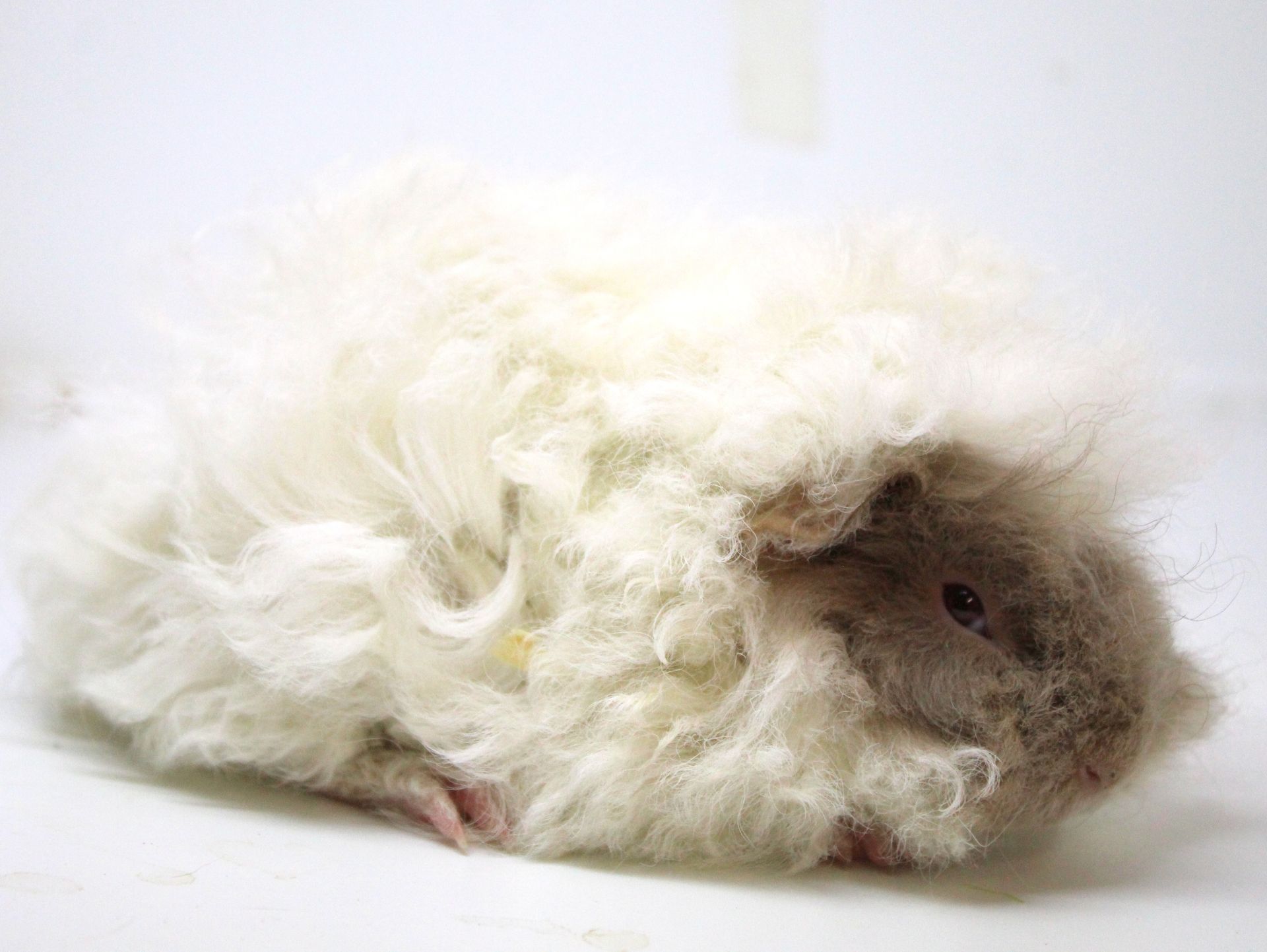 Guinea Pig / Cavy