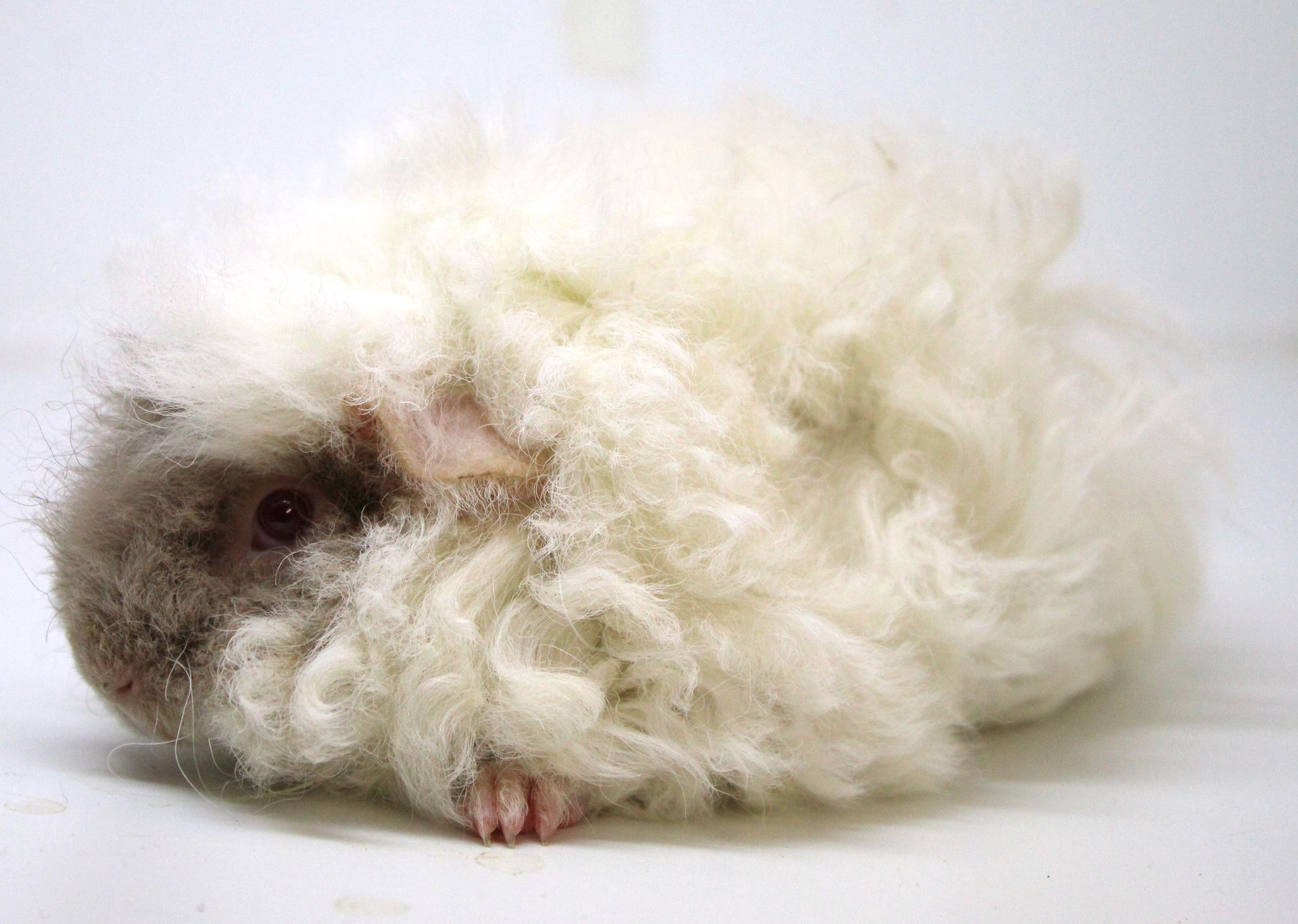 Guinea Pig / Cavy