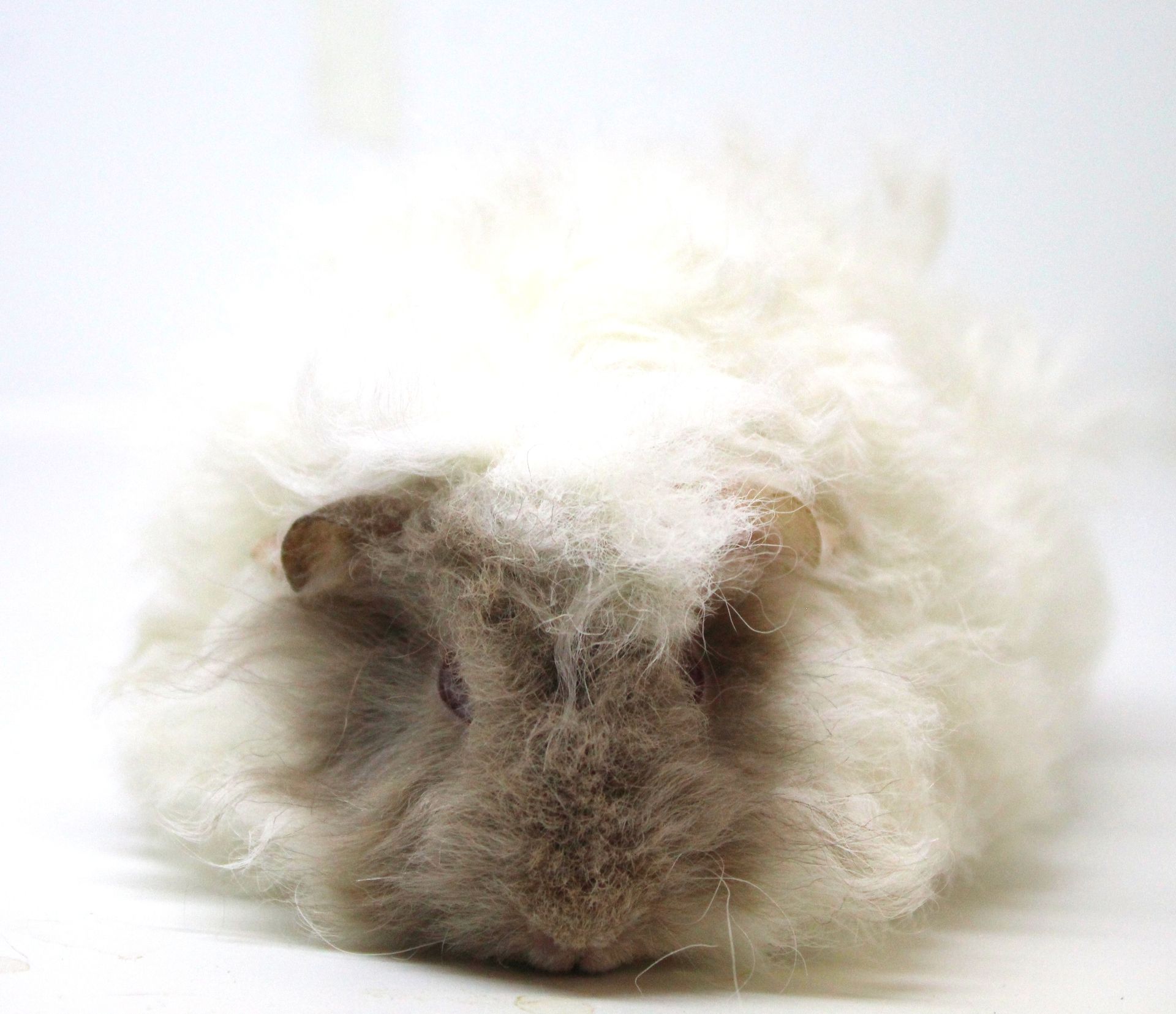 Guinea Pig / Cavy